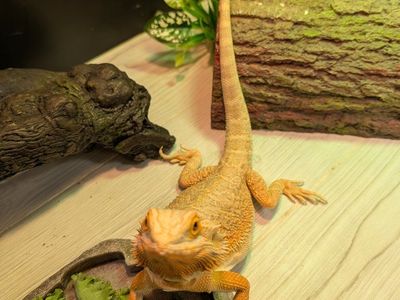 female bearded dragon