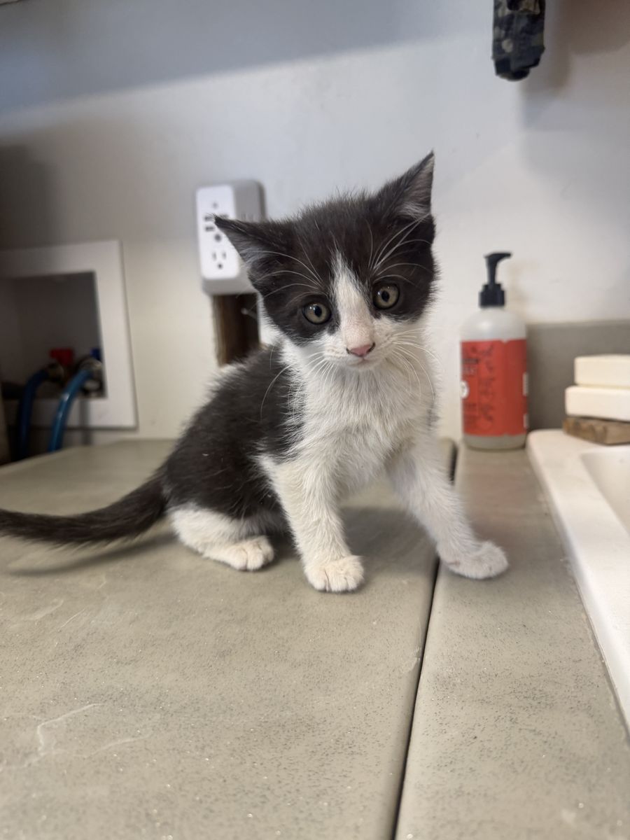 Kittens
