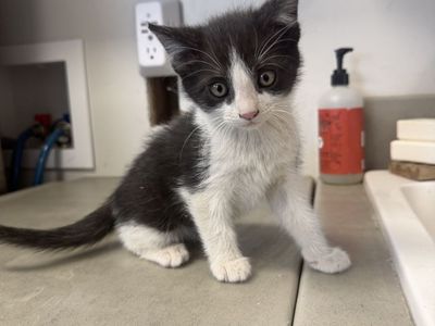 Kittens