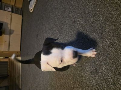 blue nose and staffer shire terrier puppie