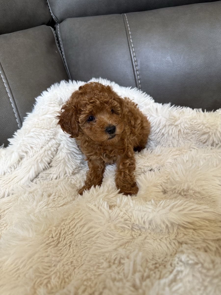 Goldendoodle, Micro Mini