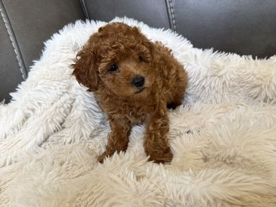 Goldendoodle, Micro Mini