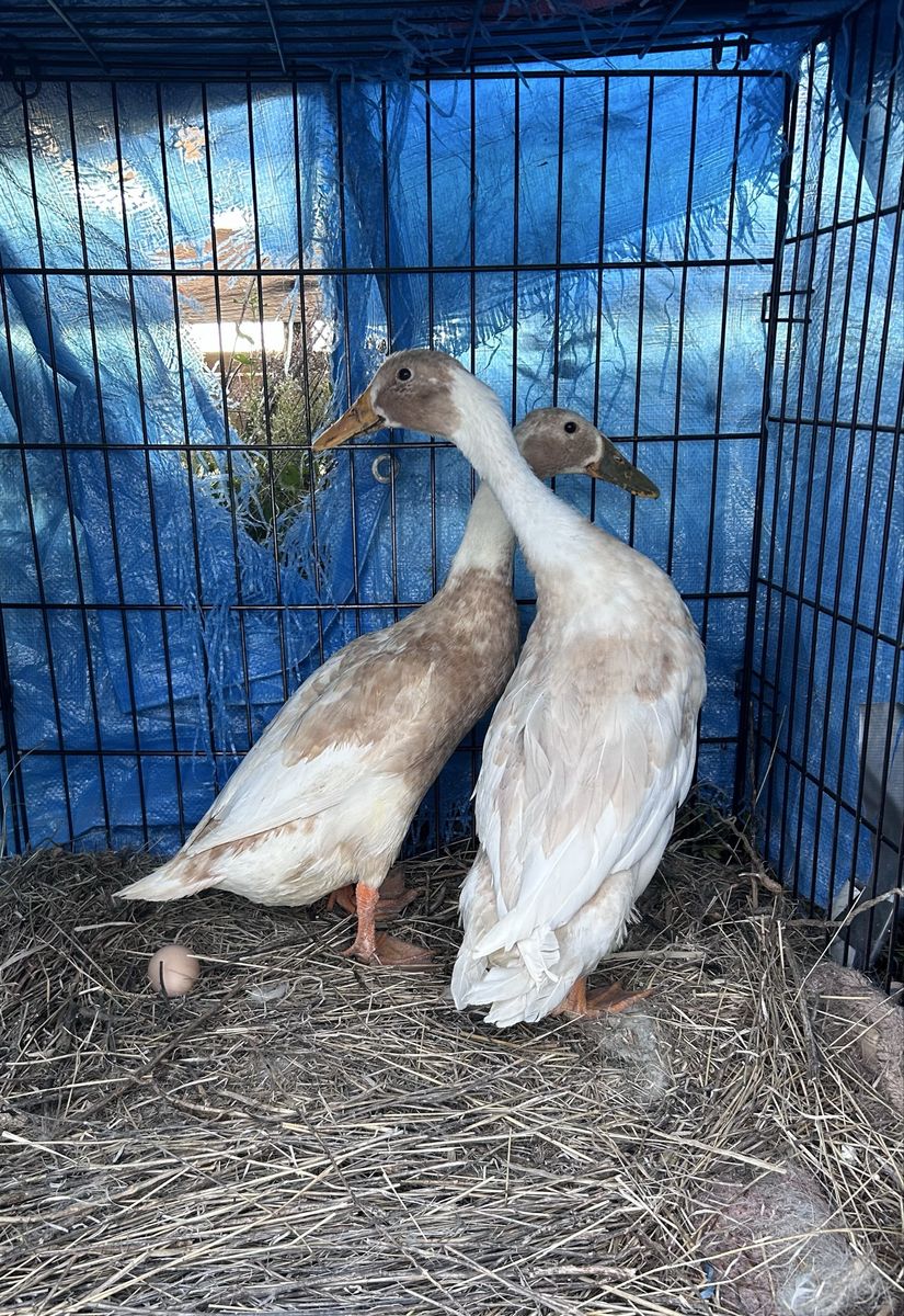 ISO Duck Hens