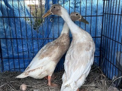 ISO Duck Hens