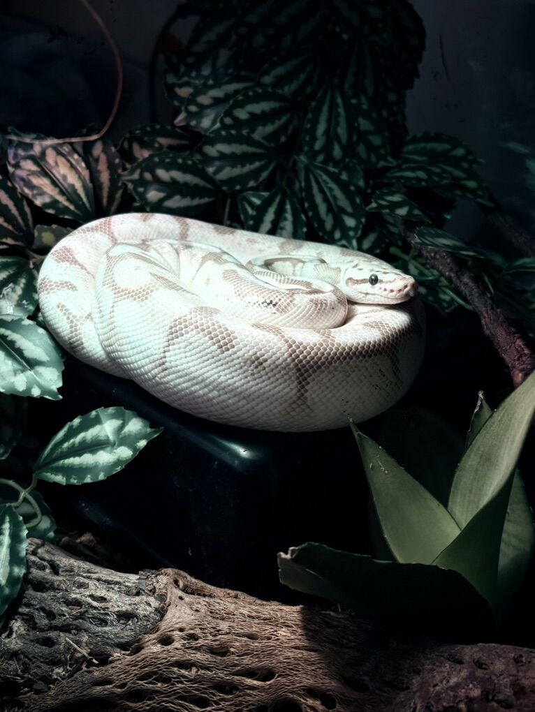 Designer Ball Python + Bioactive Enclosure