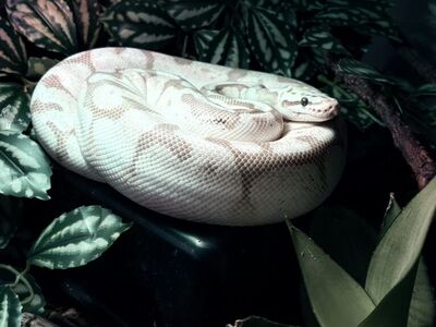 Designer Ball Python + Bioactive Enclosure