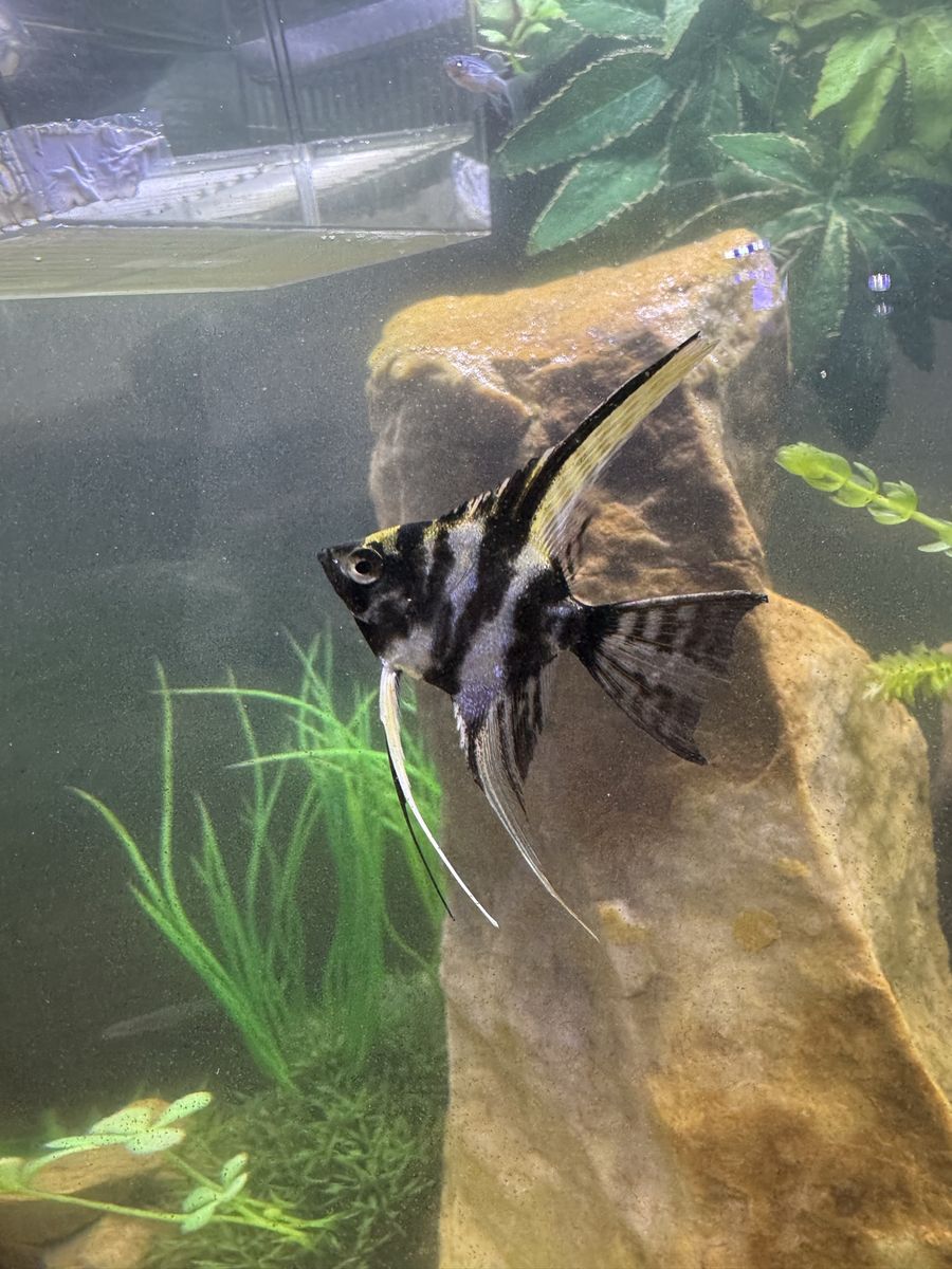 Premium Dalmatian angel fish