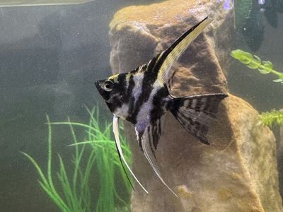Premium Dalmatian angel fish