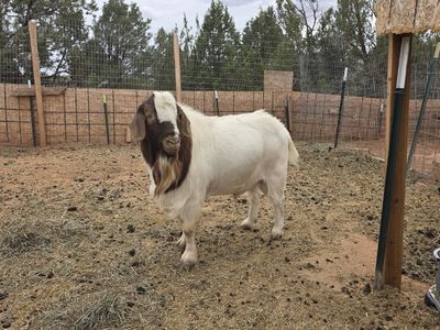 Proven Boer Buck - Breeding Buck - $450