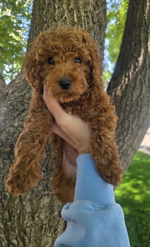 Red AKC Mini Poodle