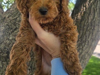 Red AKC Mini Poodle