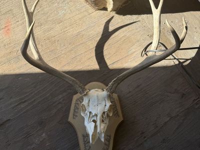 Deer Mount