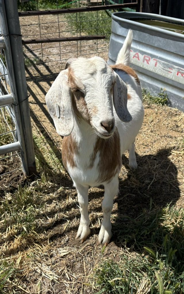 Yearling % Beor Doe