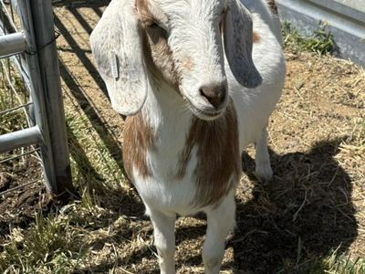 Yearling % Beor Doe