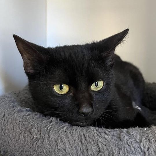 Hello my name is Electro