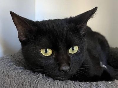 Hello my name is Electro