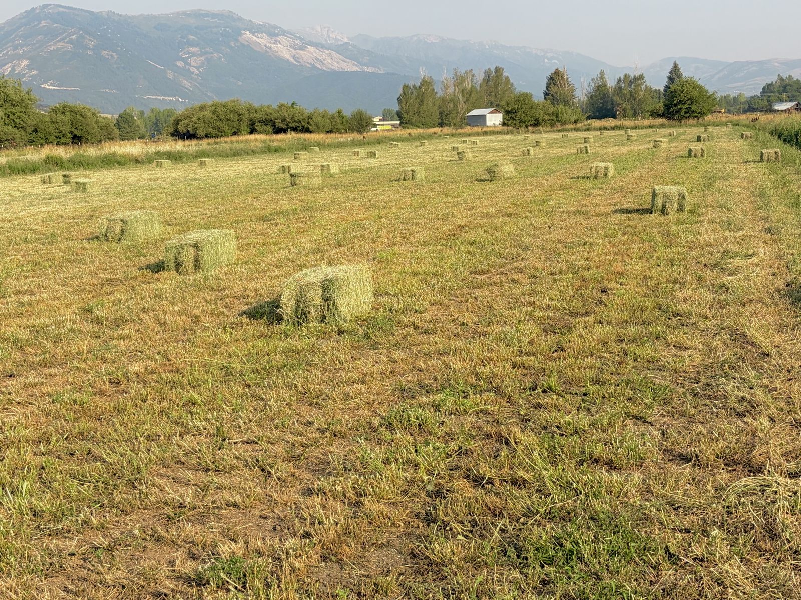 Hay for Sale