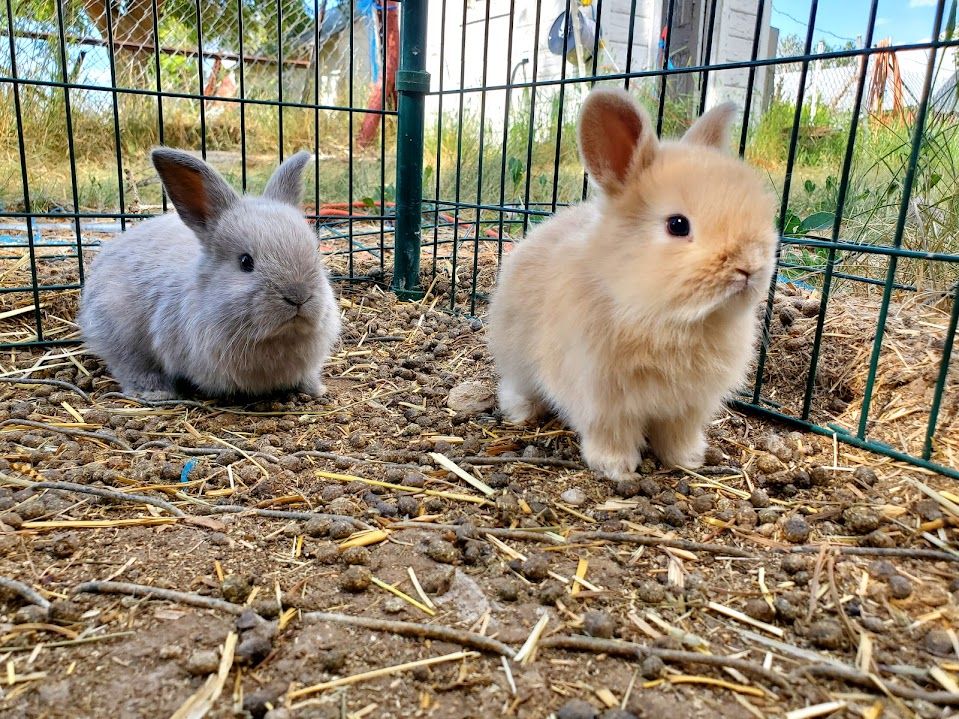Bunnies!!