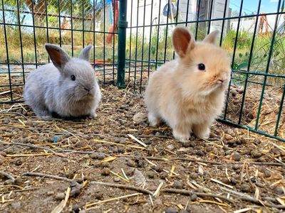 Bunnies!!