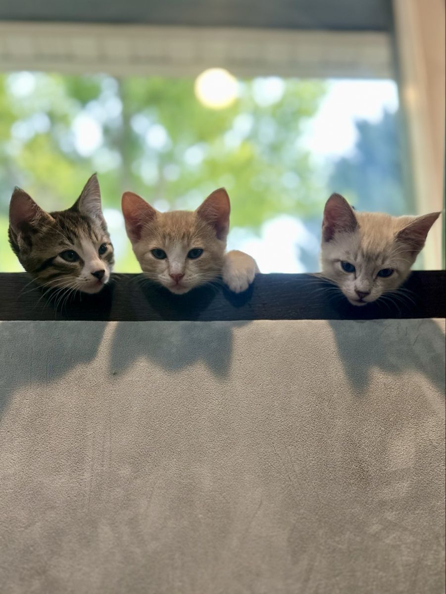 Mom and her kittens