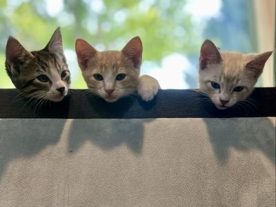 Mom and her kittens