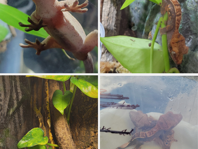 3 Crested Geckos