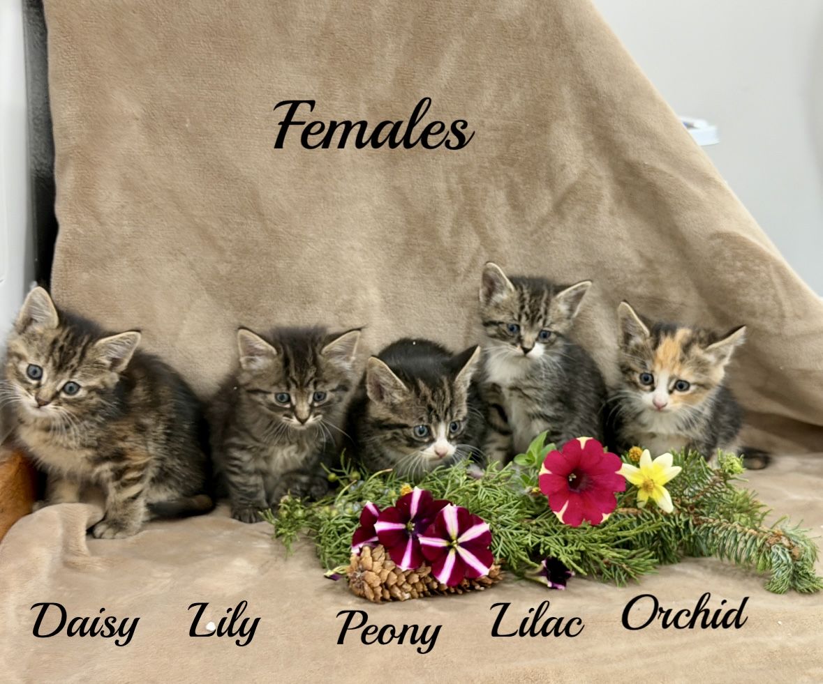 Adorable kittens