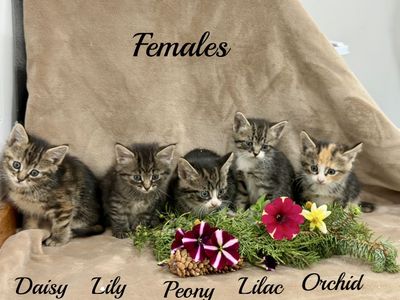 Adorable kittens