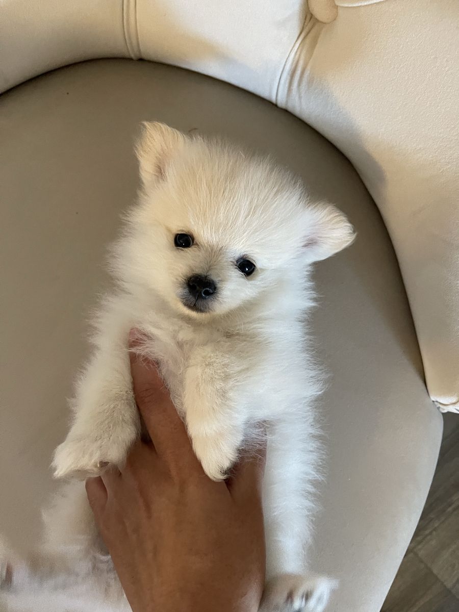Pomeranian Puppies