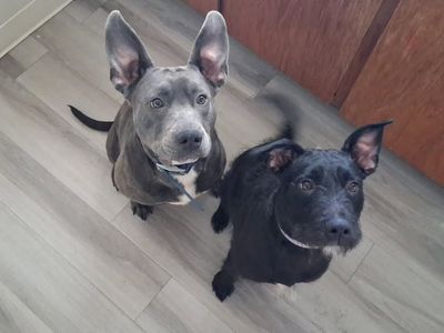 Looking to Rehome Dogs