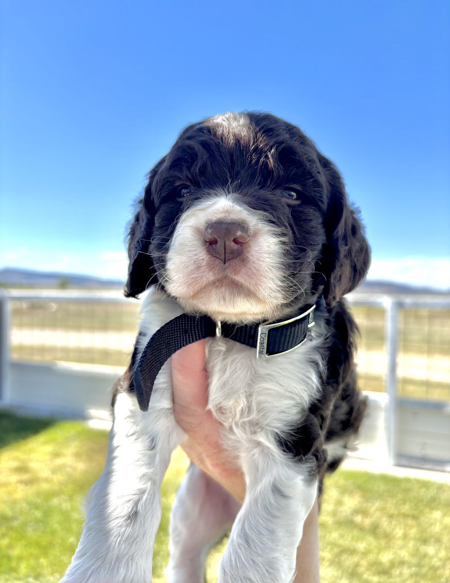 AKC English Springer Spaniels