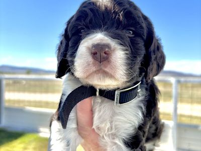 AKC English Springer Spaniels