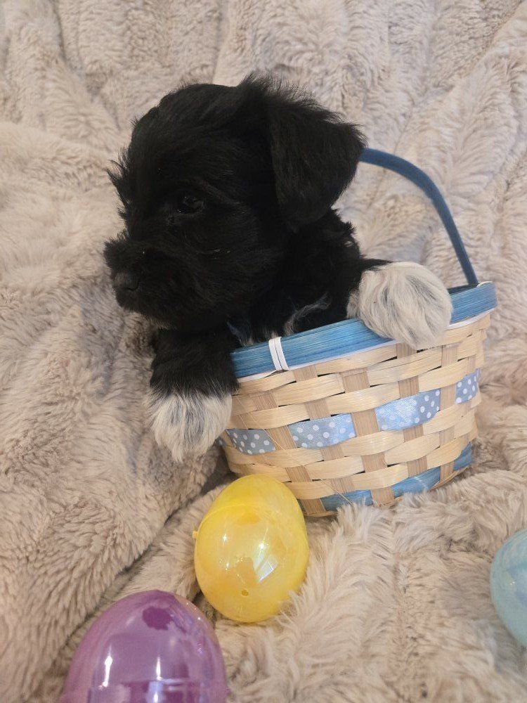 *!*Mini Schnauzer Puppies*!*