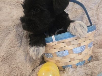 *!*Mini Schnauzer Puppies*!*