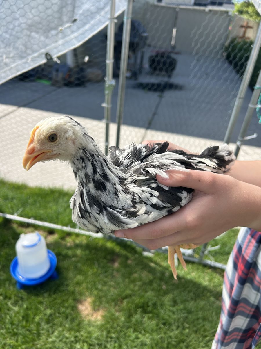 Coop ready pullets