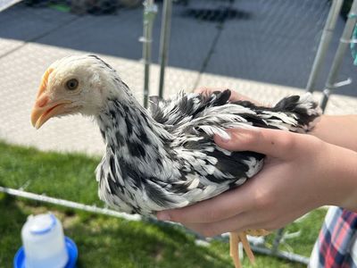 Coop ready pullets
