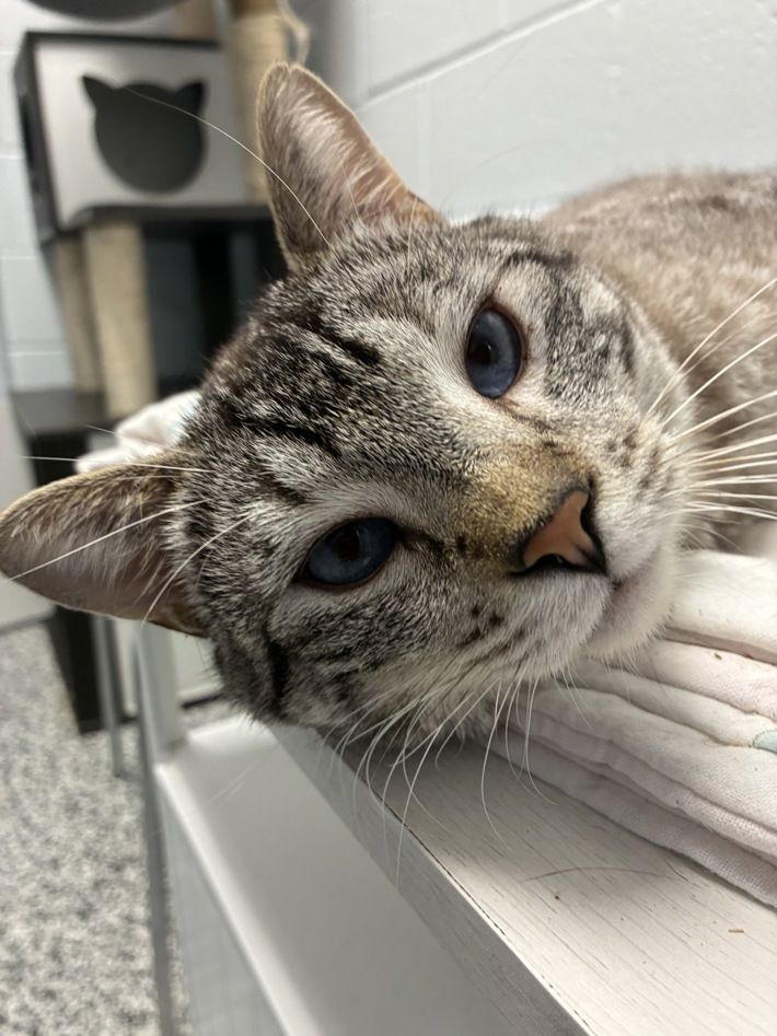 A163872 Blorbo, Available for Adoption