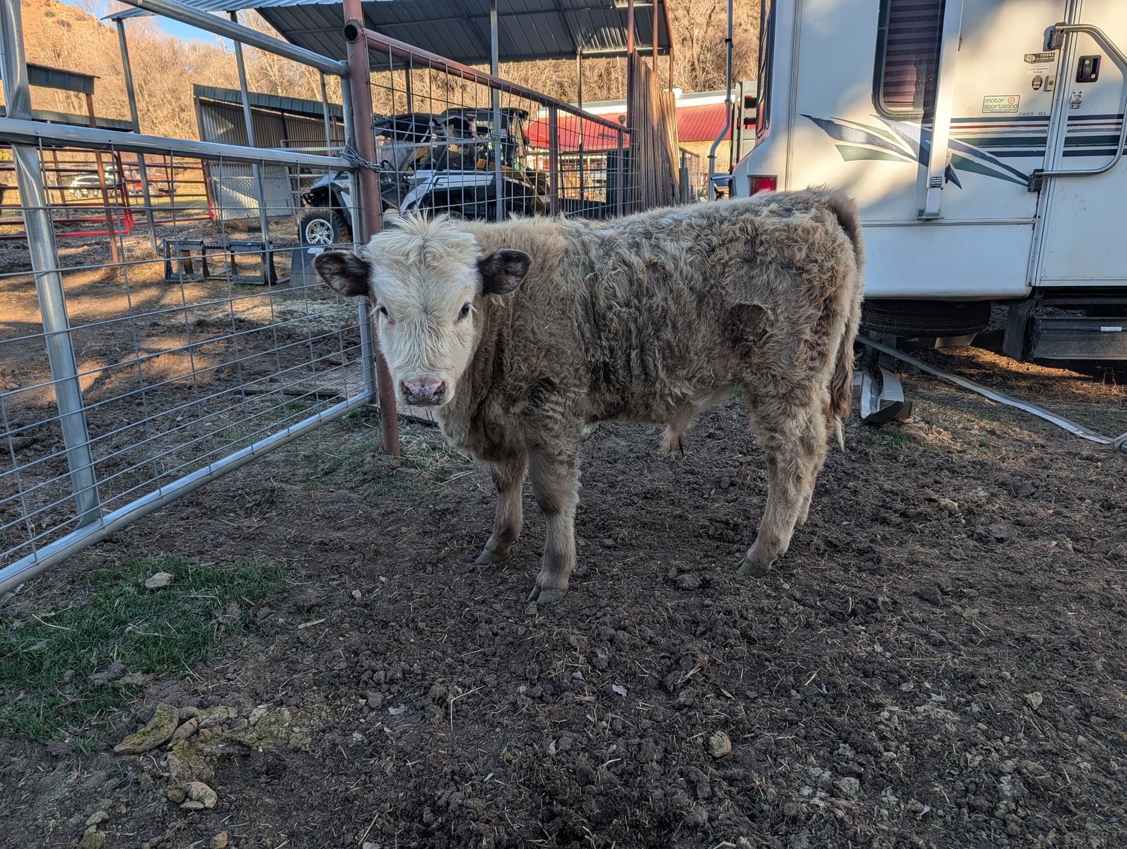 Highland hereford bull calf