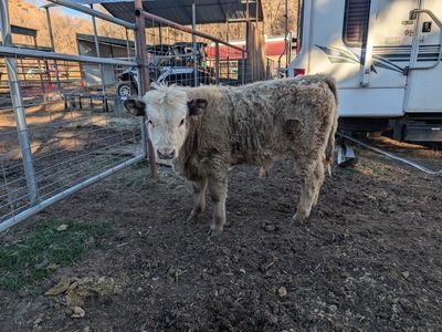 Highland hereford bull calf
