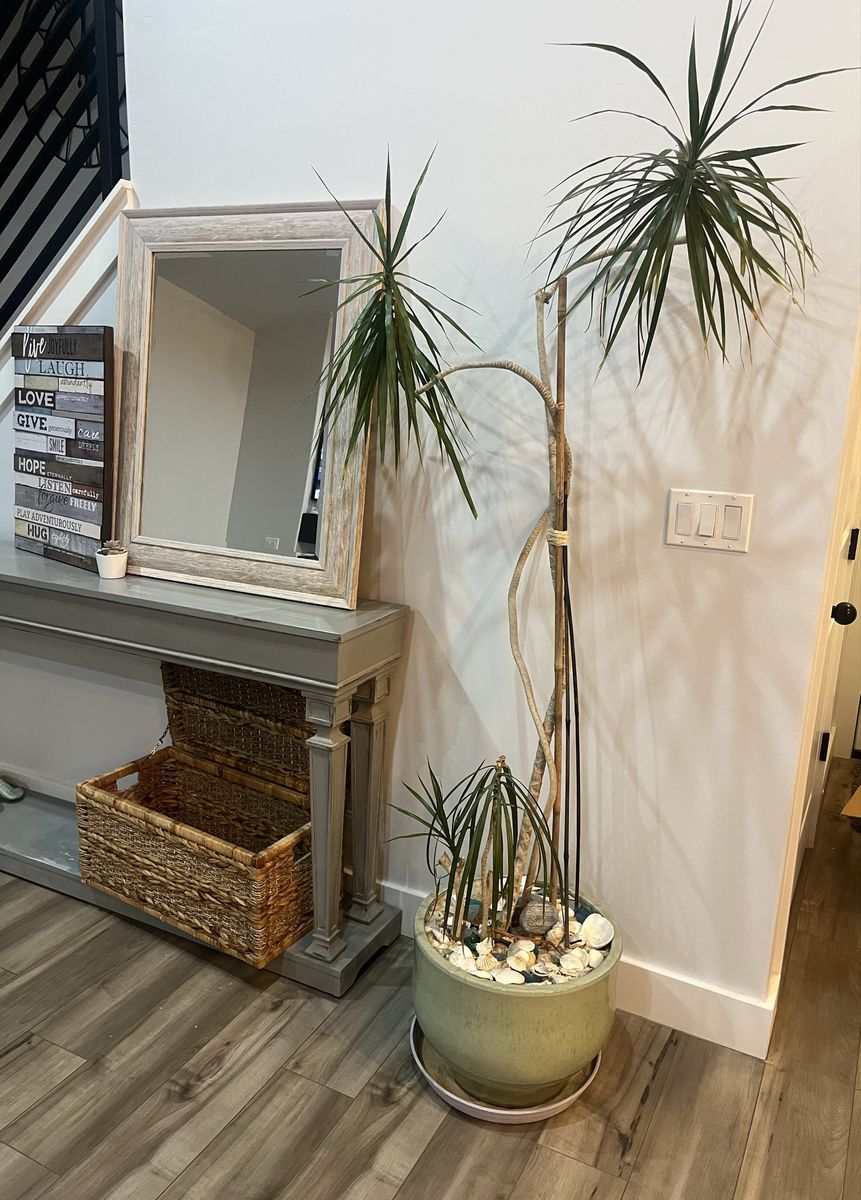 Live Dracaena marginata plant. 