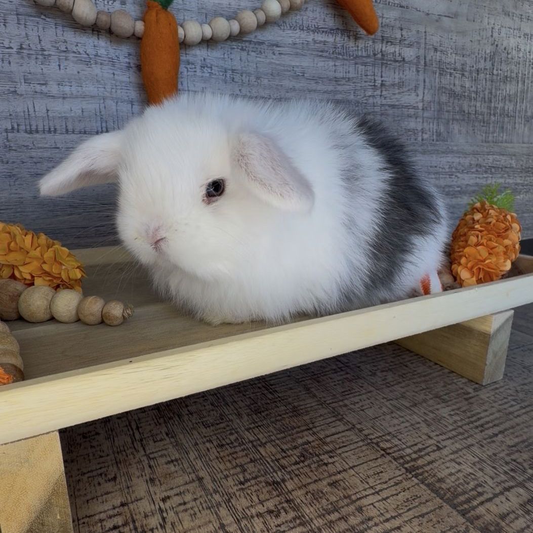 {Cosmo} Vm Magpie Holland lop Doe W Blue eyes
