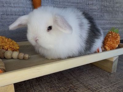 {Cosmo} Vm Magpie Holland lop Doe W Blue eyes