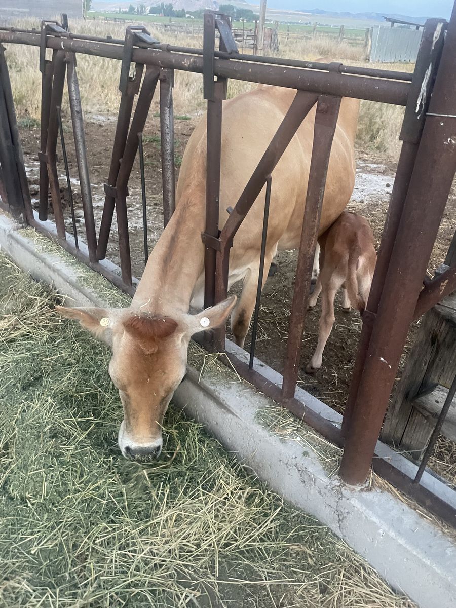 A2A2 Purebred Jersey