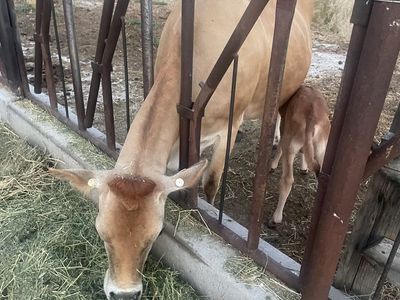 A2A2 Purebred Jersey