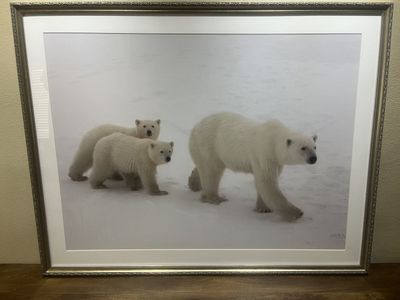 Framed Photographic Print - Polar Bear with Cubs - 40"x30" print; 47"x37" framed