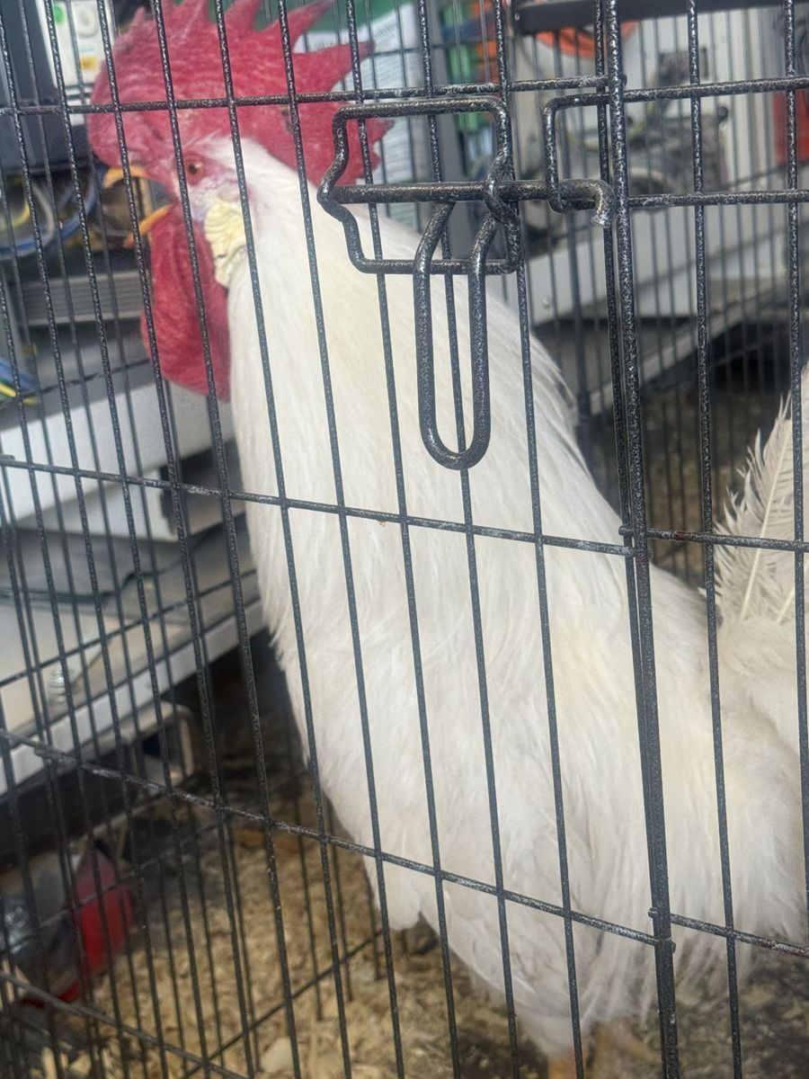 FREE Rooster