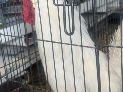 FREE Rooster