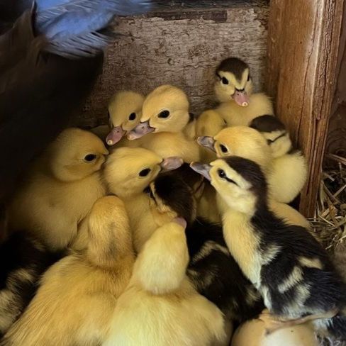 Baby Muscovy Ducks