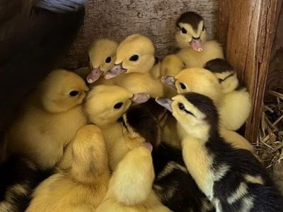 Baby Muscovy Ducks