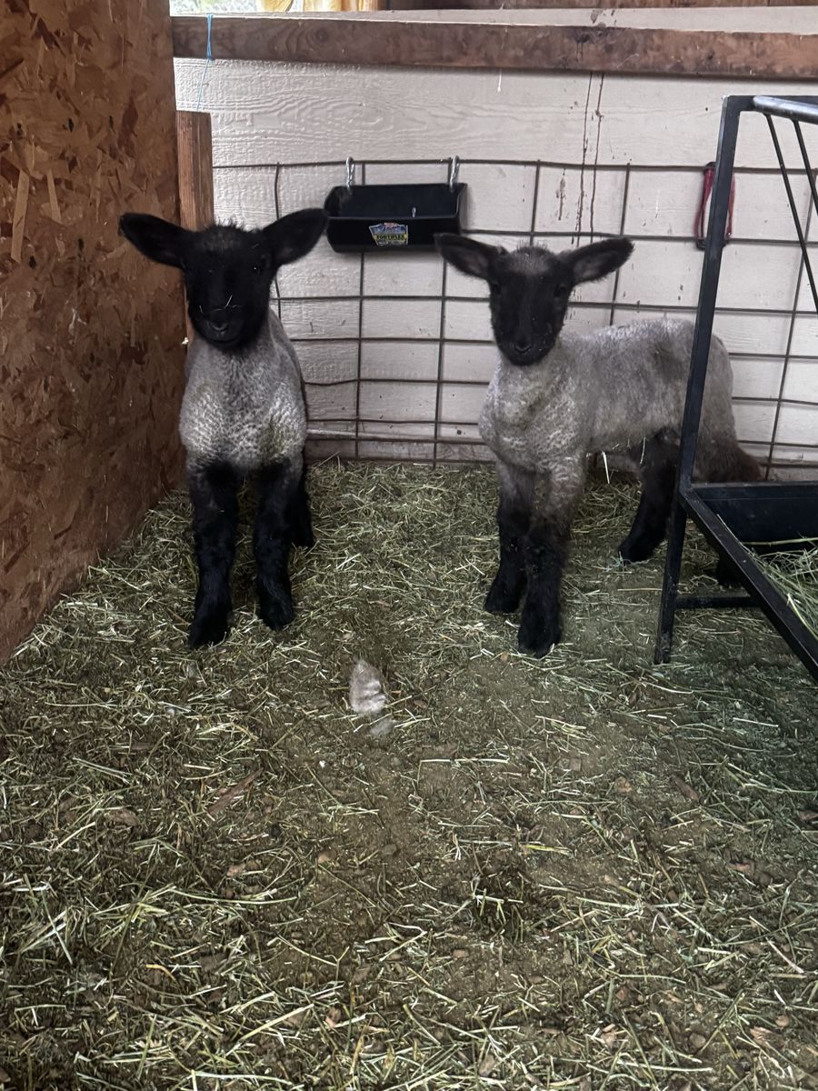 Buck lambs
